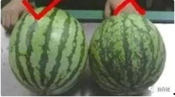 黑圈吃瓜,揭秘娱乐圈背后的秘密与真相