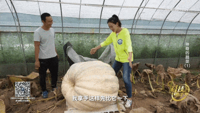 过年吃翻身瓜,翻身瓜寓意吉祥，共庆团圆幸福时刻