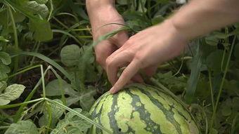 无锡太湖吃瓜事件,一场意外引发的全民热议