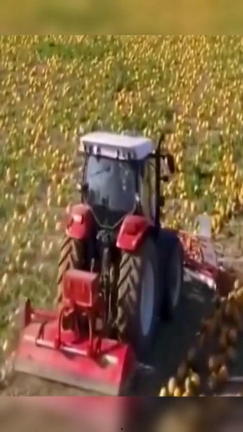 林妹吃瓜机,揭秘娱乐圈幕后故事