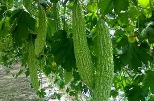 永安花园吃瓜事件