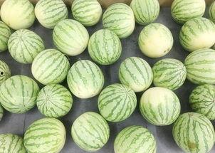 吃超大的瓜,吃下超大型瓜果的神奇体验