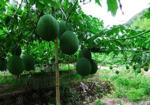 吃吊瓜可以喝酒吗