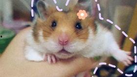 虎纹熊可以吃白瓜吗,探索野生动物的饮食奥秘