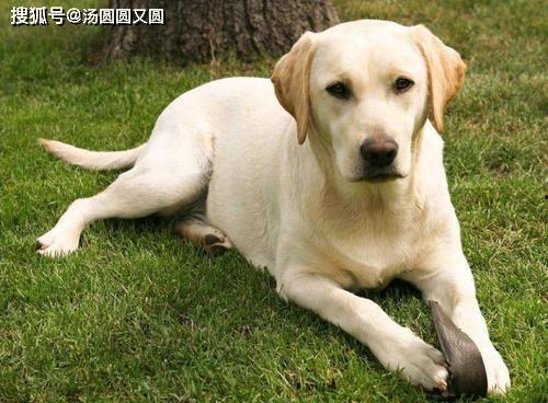 拉布拉多怎么吃瓜,拉布拉多视角下的瓜界风云