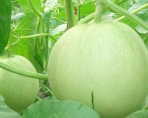 阳瓜孕妇可以吃吗