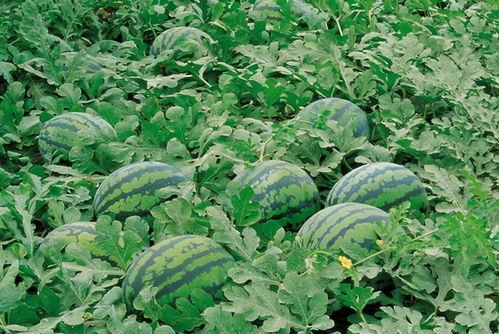 跟瓜姐吃大瓜河北