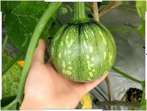 吃瓜小郑同学,吃瓜小郑同学的校园趣事大盘点