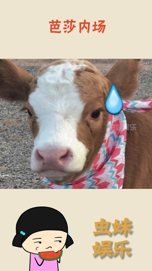 抖音眼睛吃瓜,眼睛吃瓜，视觉盛宴新体验