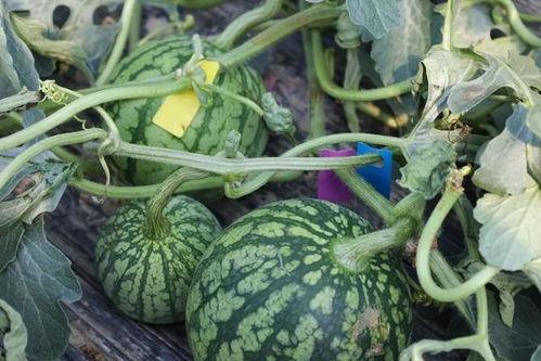 时间吃瓜,跟随时间轨迹，品味岁月瓜香