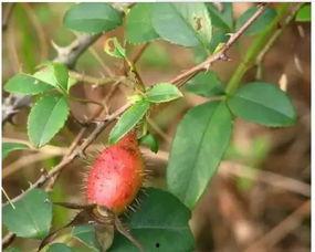 吃瓜金心酱,揭秘娱乐圈幕后故事