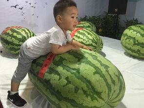 高青吃瓜事件,一场网络热议背后的真相揭秘