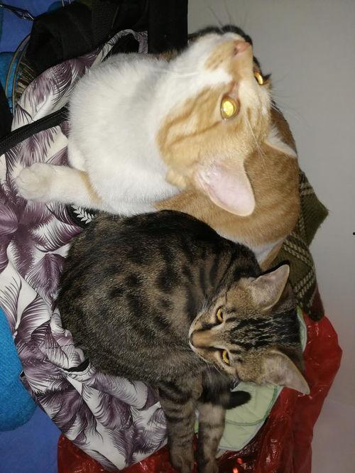 吃瓜猫台湾,揭秘宝岛美食与风土人情