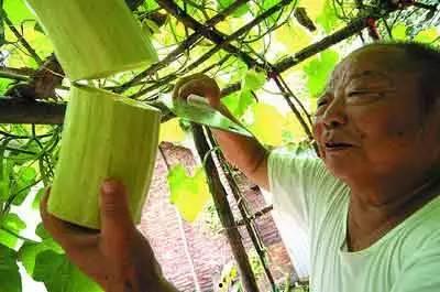 树上的鸡瓜怎么吃,树上鸡瓜的独特食法揭秘