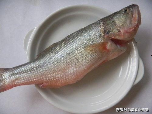 带你吃瓜解说鱼类,揭秘鱼类的多样世界